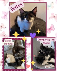 Daisy, and Damian - Photo 1