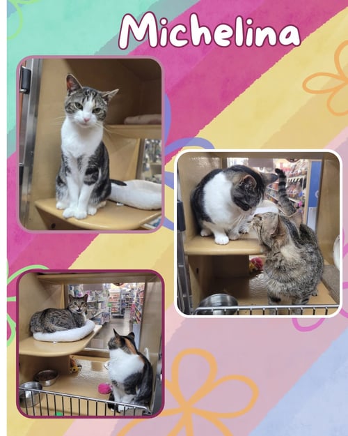 MICHELINA - Domestic Short Hair available for adoption