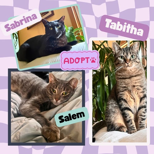 THE HALLOWEEN TRIO - BONDED - Domestic Short Hair available for adoption