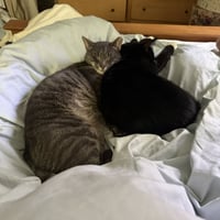 The Halloween Trio - BONDED - Photo 7