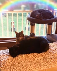 The Halloween Trio - BONDED - Photo 5