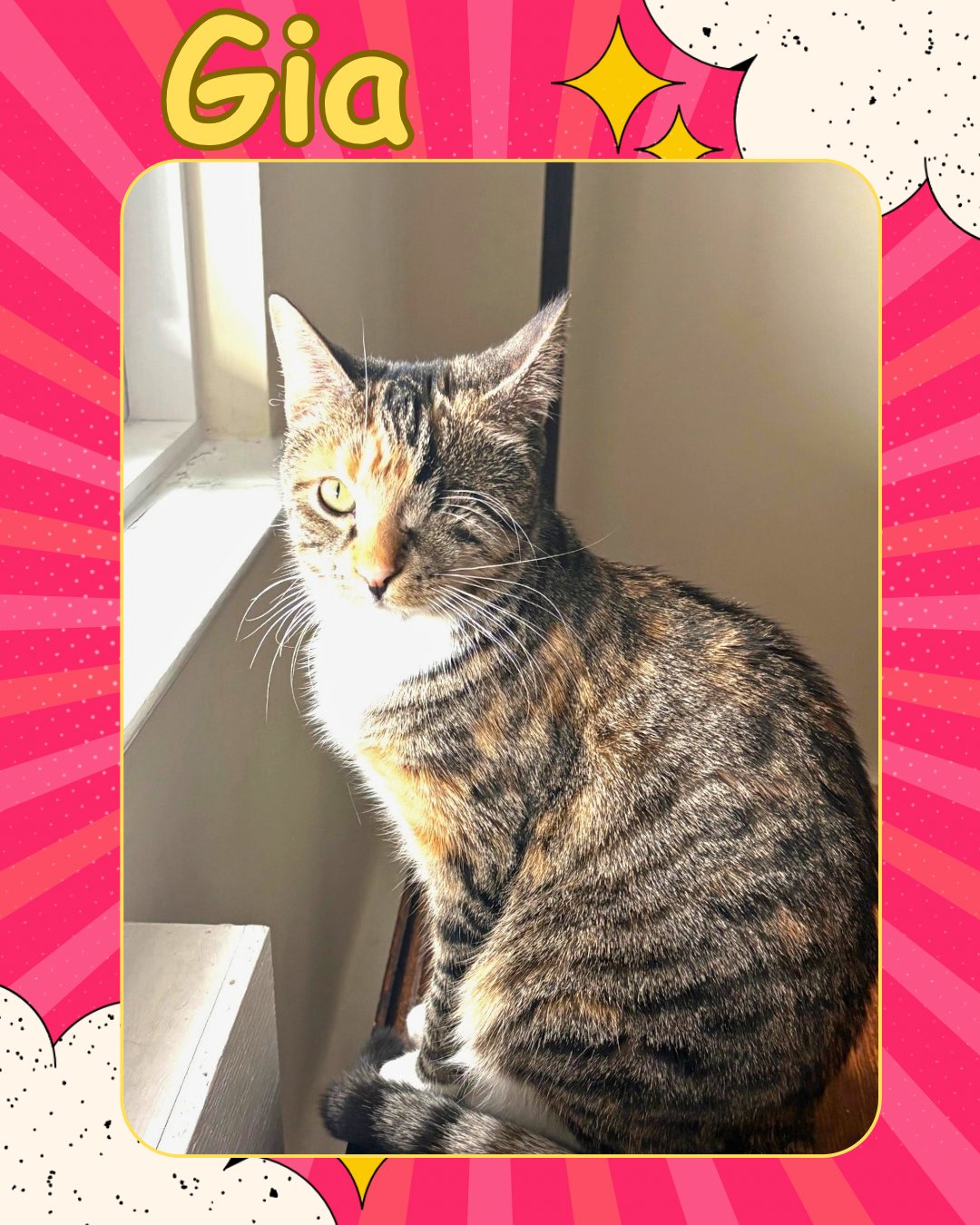 GIA - ONE EYED BEAUTY - Domestic Short Hair available for adoption