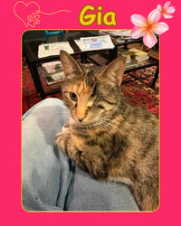 Gia - one eyed beauty - Photo 2
