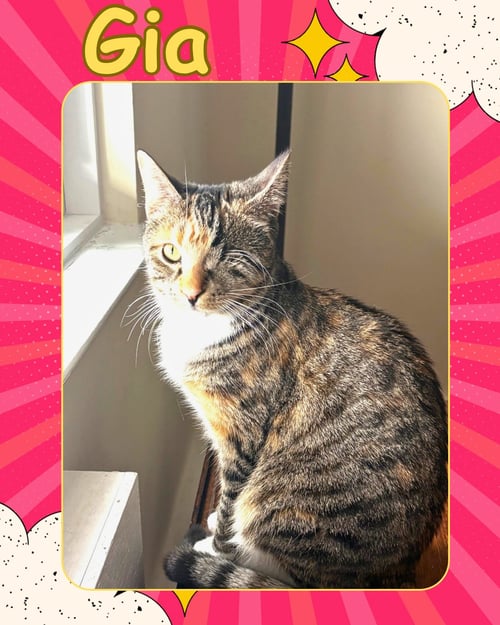 GIA - ONE EYED BEAUTY - Domestic Short Hair available for adoption