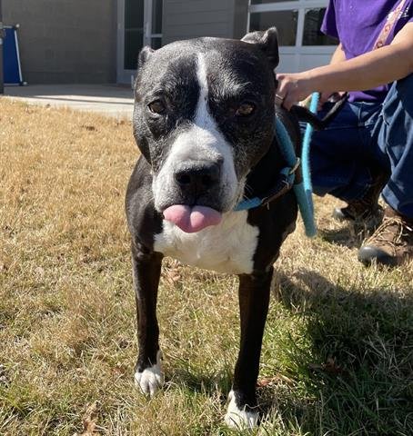 KAVI - Pit Bull Terrier available for adoption