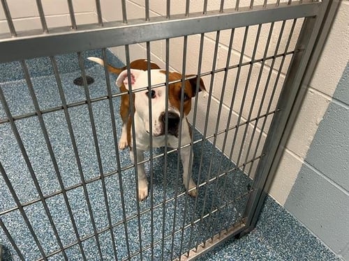 TEO - American Bulldog available for adoption