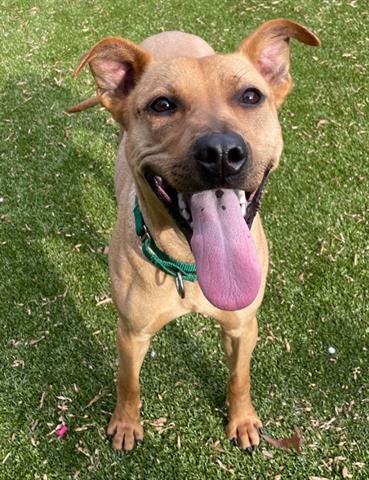STOCKING - Labrador Retriever available for adoption