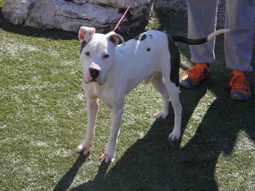 MATT - American Bulldog available for adoption