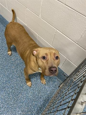 ROSIE - Pit Bull Terrier available for adoption