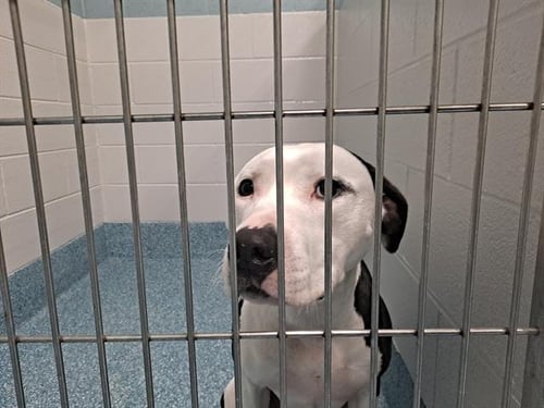 KOVA - Pointer available for adoption