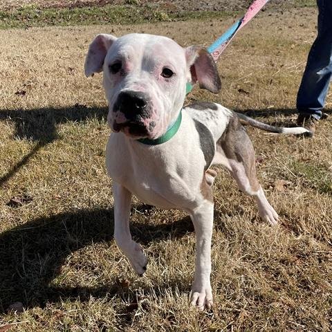 AVON - Pit Bull Terrier available for adoption
