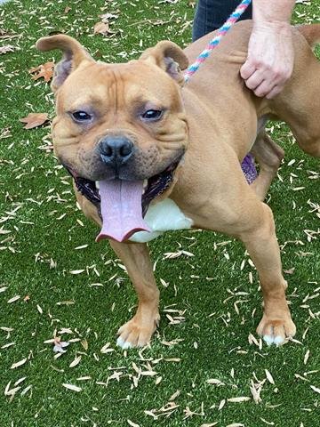 LOWKEY - Pit Bull Terrier available for adoption