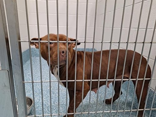 HAZEL - Pit Bull Terrier available for adoption