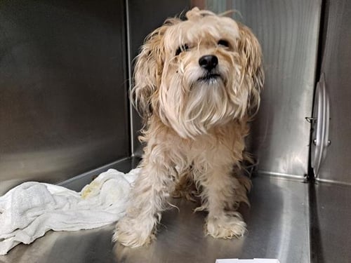 SCRAPPY - Maltese / Yorkshire Terrier Yorkie available for adoption