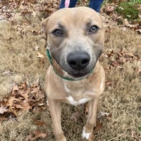 ROCCO - Photo 1