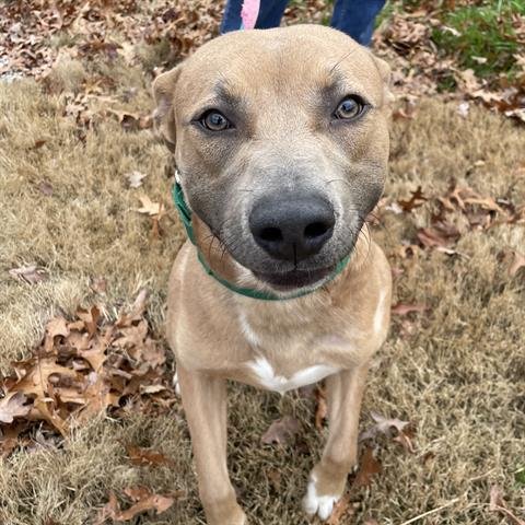 ROCCO - Pit Bull Terrier available for adoption