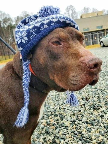 HONCHO - Labrador Retriever available for adoption
