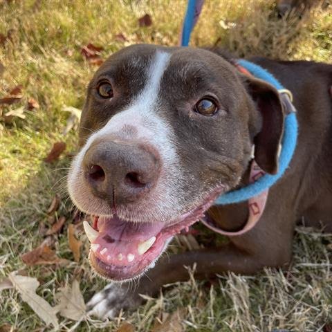 SPICY - Pit Bull Terrier available for adoption