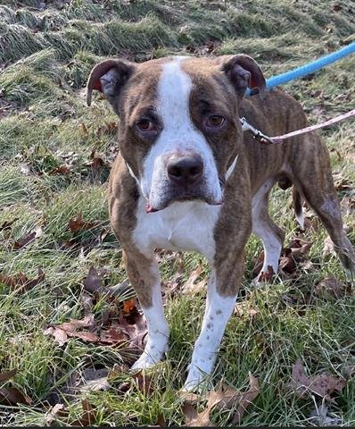 MAX - Pit Bull Terrier available for adoption