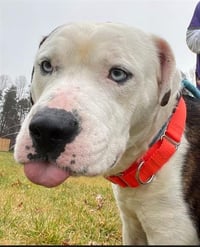 DUKE - Photo 1