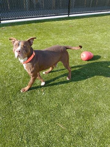 CAKE - Pit Bull Terrier available for adoption