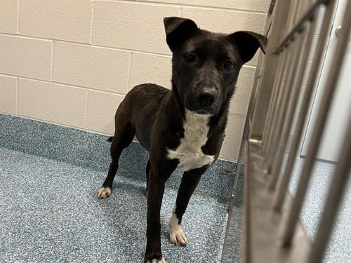 ELZI - Labrador Retriever available for adoption