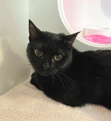 KLEO - Domestic Short Hair available for adoption