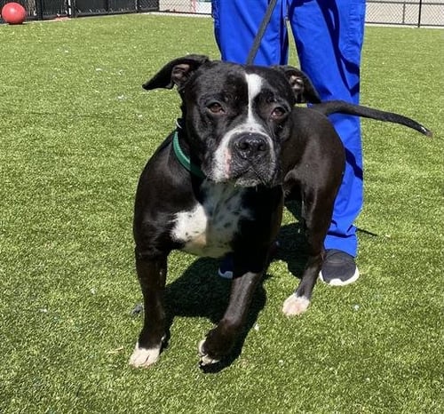 TYSON - Pit Bull Terrier available for adoption