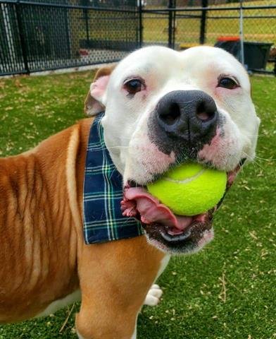 BIGBY - Pit Bull Terrier available for adoption