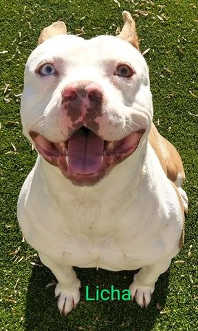 LICHA - Pit Bull Terrier available for adoption