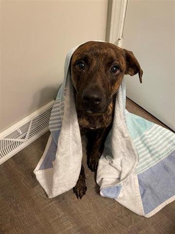 MULAN - Pit Bull Terrier available for adoption