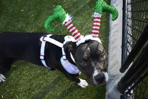 DOMINO - Labrador Retriever available for adoption