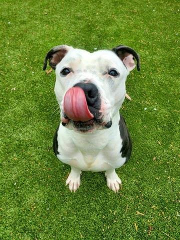 BIGGS - Pit Bull Terrier available for adoption