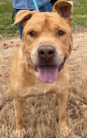 THUNDER Image