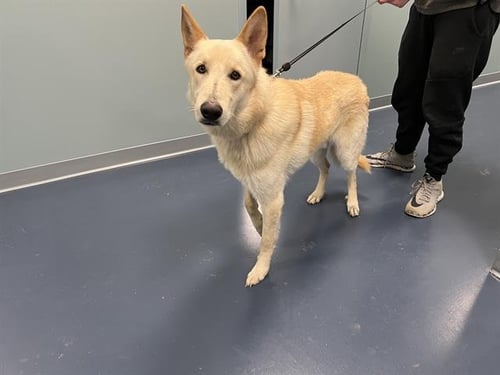 KENT - German Shepherd Dog available for adoption