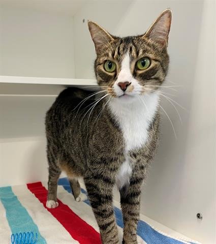 MAYO - Domestic Short Hair available for adoption