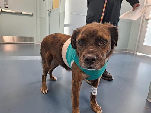 KORY - Chow Chow / Australian Shepherd available for adoption