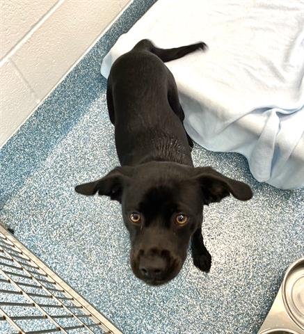 HOPPER - Labrador Retriever available for adoption