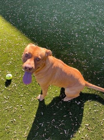 TIZZLE - Labrador Retriever available for adoption
