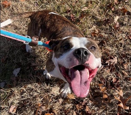 IVY - Boxer available for adoption