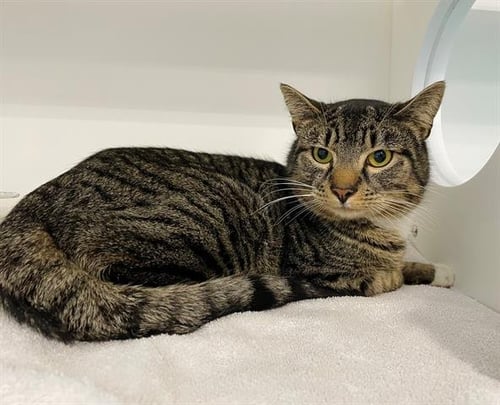 ZACK - Domestic Short Hair available for adoption