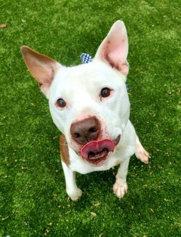 CHINO - Pit Bull Terrier available for adoption