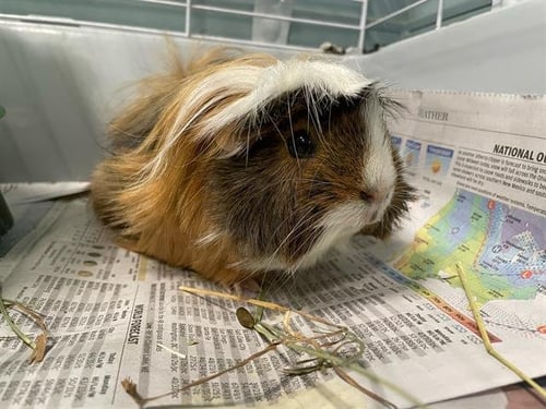 BING - Guinea Pig available for adoption