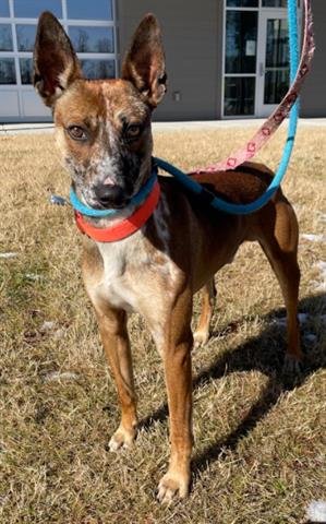 ZABBAR - Australian Cattle Dog/Blue Heeler available for adoption