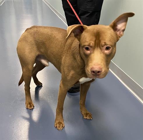 DIOR - American Pit Bull Terrier available for adoption