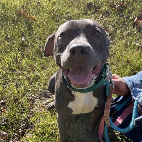 MIKE - American Staffordshire Terrier available for adoption