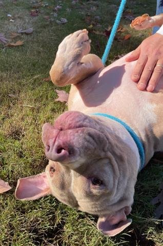 REGGY - Pit Bull Terrier available for adoption