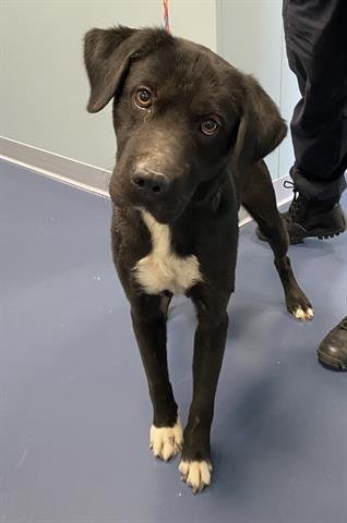 GAGE - Labrador Retriever available for adoption