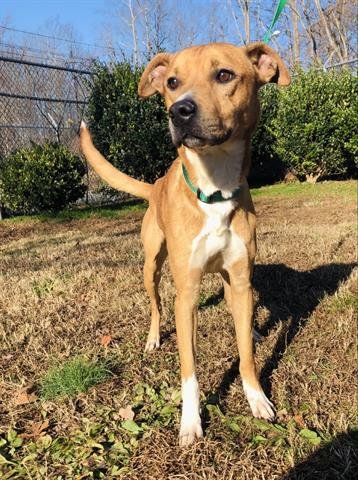 RUDY - American Pit Bull Terrier available for adoption