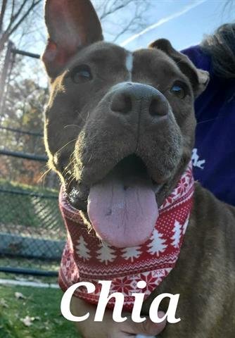 CHIA - Pit Bull Terrier available for adoption